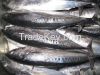 fresh Swamp eeL, Cod R...