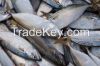  bluefish, mackerel, h...