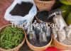 Black Pepper