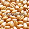 Wheat of all classes, ...