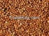 Australian Sorghum