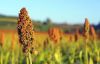 GUINEA CORN/SORGHUM