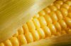 Maize | Maize Exporter...