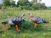 3D turkey XPE hunting decoys