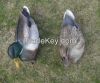 Mallard duck decoy use...