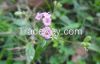 AHC Herbals Punarnava ...