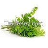 Fresh curry leaves