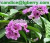 100% Natural Banaba Le...