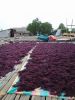 Dried RED / PURPLE Euc...