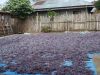 Dried RED / PURPLE Euc...