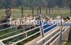  BOER GOATS for Sale a...