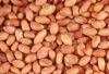 Peanuts Kernels