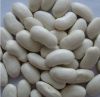 WHITE BEAN/RED KIDNEY ...