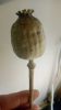 poppy pods/Poppy heads...