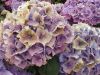 hydrangea cut flower