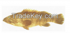 Brown-Spotted Grouper ...