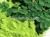 moringa