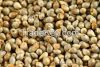 Millet Seeds