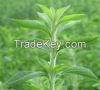 Stevia Leaf Extract