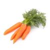 Fresh Carrots