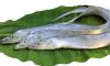 Ribbon Fish