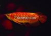 Arowana Fish