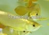 Top Quality Super Arowana Fish,Back Golden,Super Red,Red Tail Golden,Green variety Arowana.