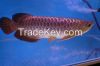 Top Quality Super Arowana Fish,Back Golden,Super Red,Red Tail Golden,Green variety Arowana.