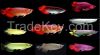 Natural Quality Arowanna Fish whole sale price High Priority Shipping available Worldwide