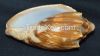Valampuri shell