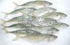 Indian Mackerel