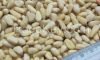 pine nut kernels