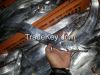 Ribbon Fish