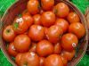 Fresh vegetables from ...