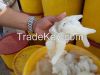 Frozen Jelly Fish