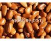 Pine Nuts Suppliers Wh...