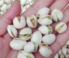 Pistachio Nuts/ Pistachio Kernels