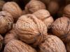 Walnut with shell. wal...