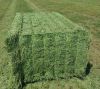 High Protein Alfalfa Hay Bales