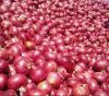 Fresh Red Onion 