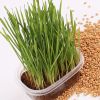 2022 Hot selling good quality fresh seeds organic plant seeds grass for cats catnip seeds