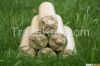 Nestro briquettes