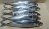 Frozen Whole Round Atlantic Mackerel (scomber scombrus), Frozen Whole Round Pacific Mackerel (scomber Japonicus) for sale