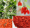 100% organic dried goj...