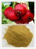 Hawthorn Fruit Extract 