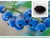 Bilberry Extract with ...