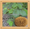 Natural Kava kava Extr...