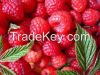 Fructus Rubi extract P...