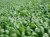 spinach