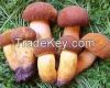 Boletus Mushrooms